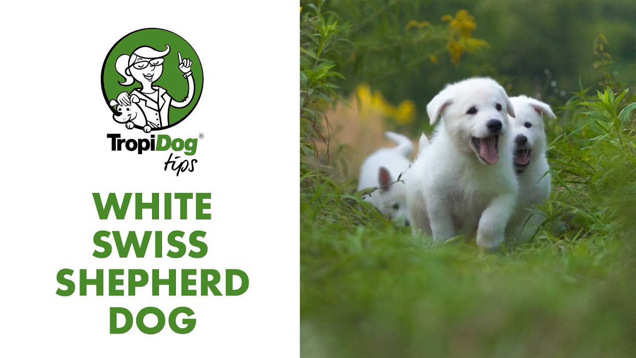 White Swiss Shepherd Dog