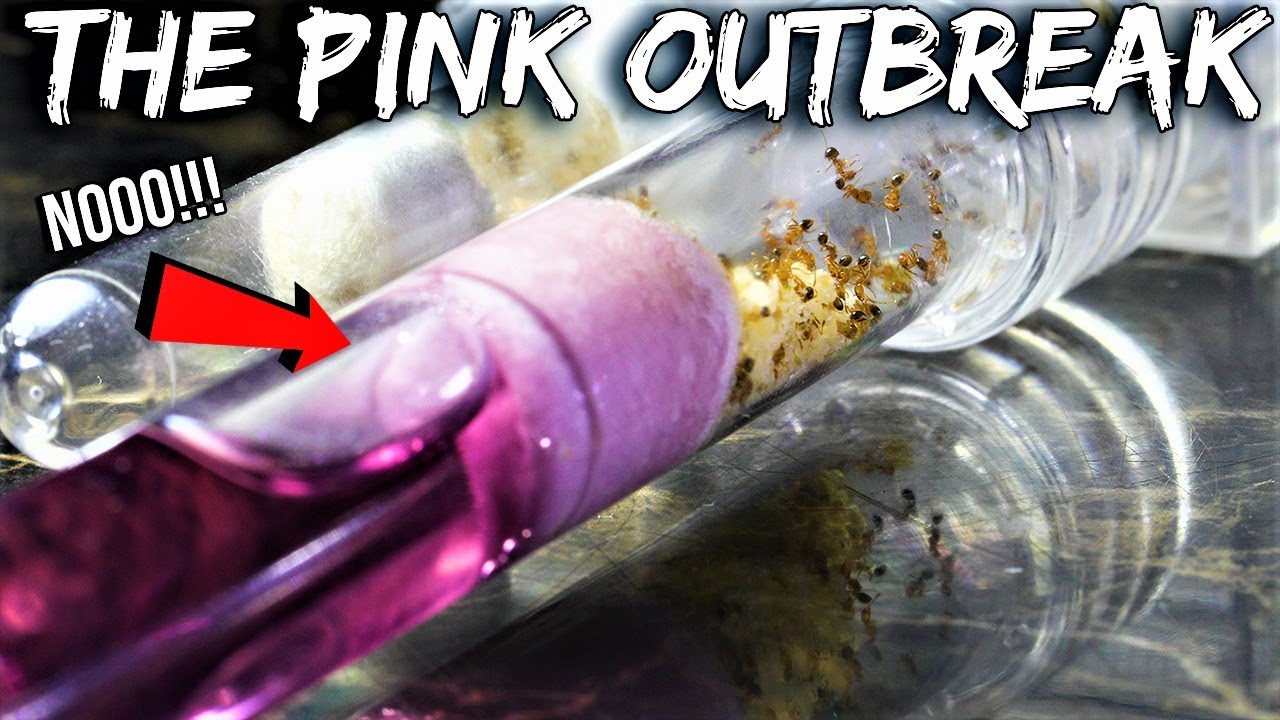 OH NO! MY FIRE ANTS ARE IN DANGER | The 