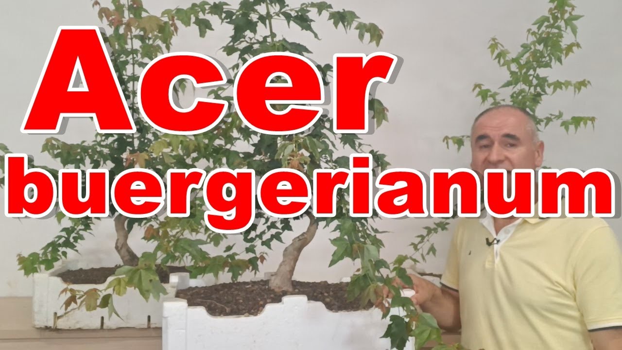 Trabajos de verano en Acer buergerianum.
