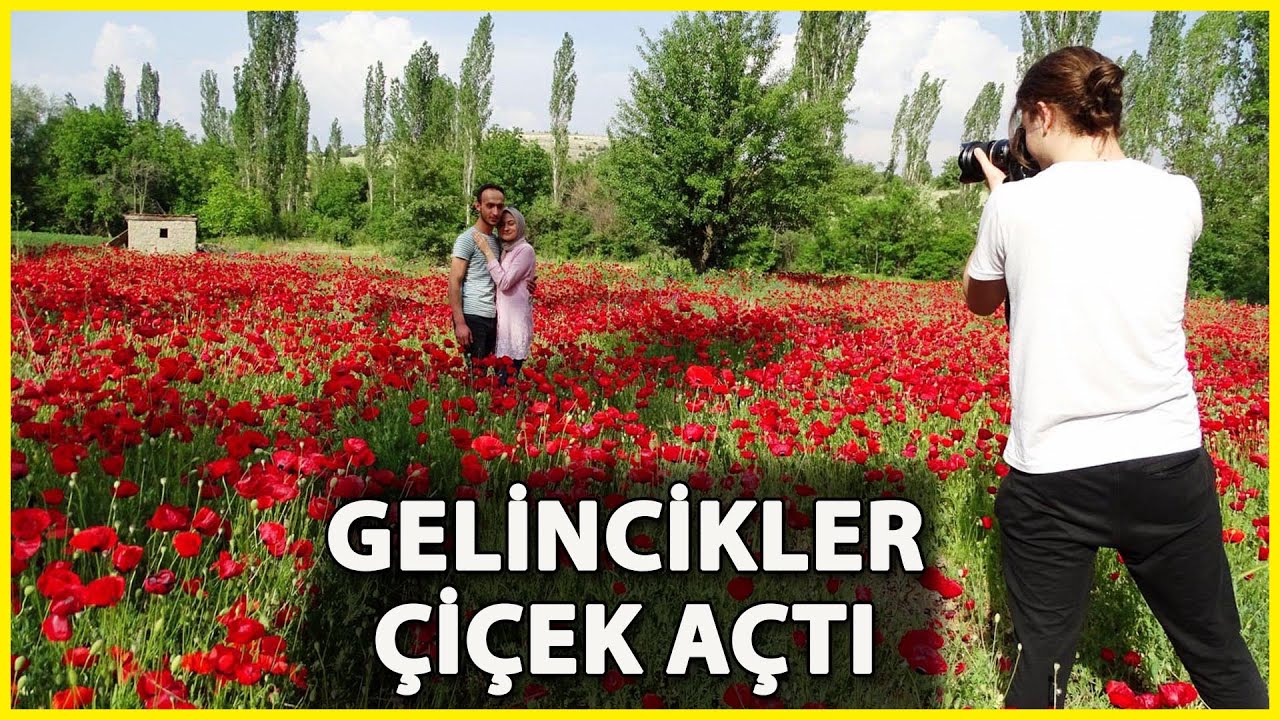 Kütahya'da Gelincik Güzelliği