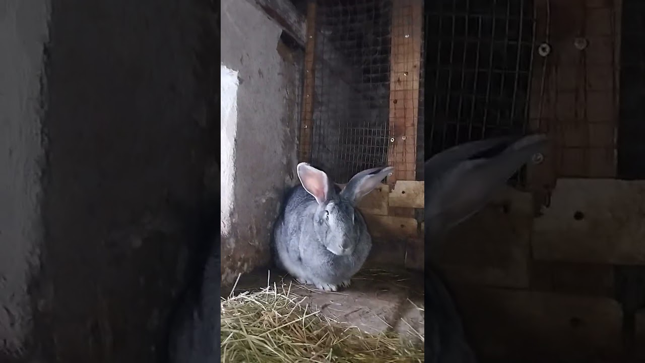 Мої кролики і кроленята: Що нового? #rabbit #animals #кролик #село 