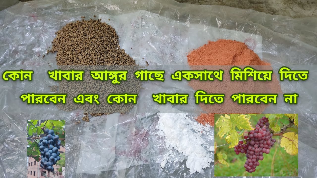 কি  খাবার একসাথে আঙ্গুর গাছে মিশিয়ে দিতে পারবেন এবং কি খাবার দিতে পারবেন না 