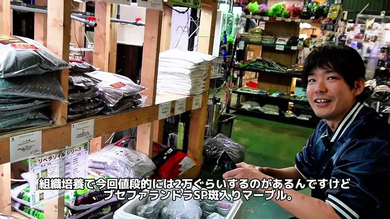 水草コーナーの入荷案内 アヌビアス、ミクロソリウム、ブセなど大量入荷！！