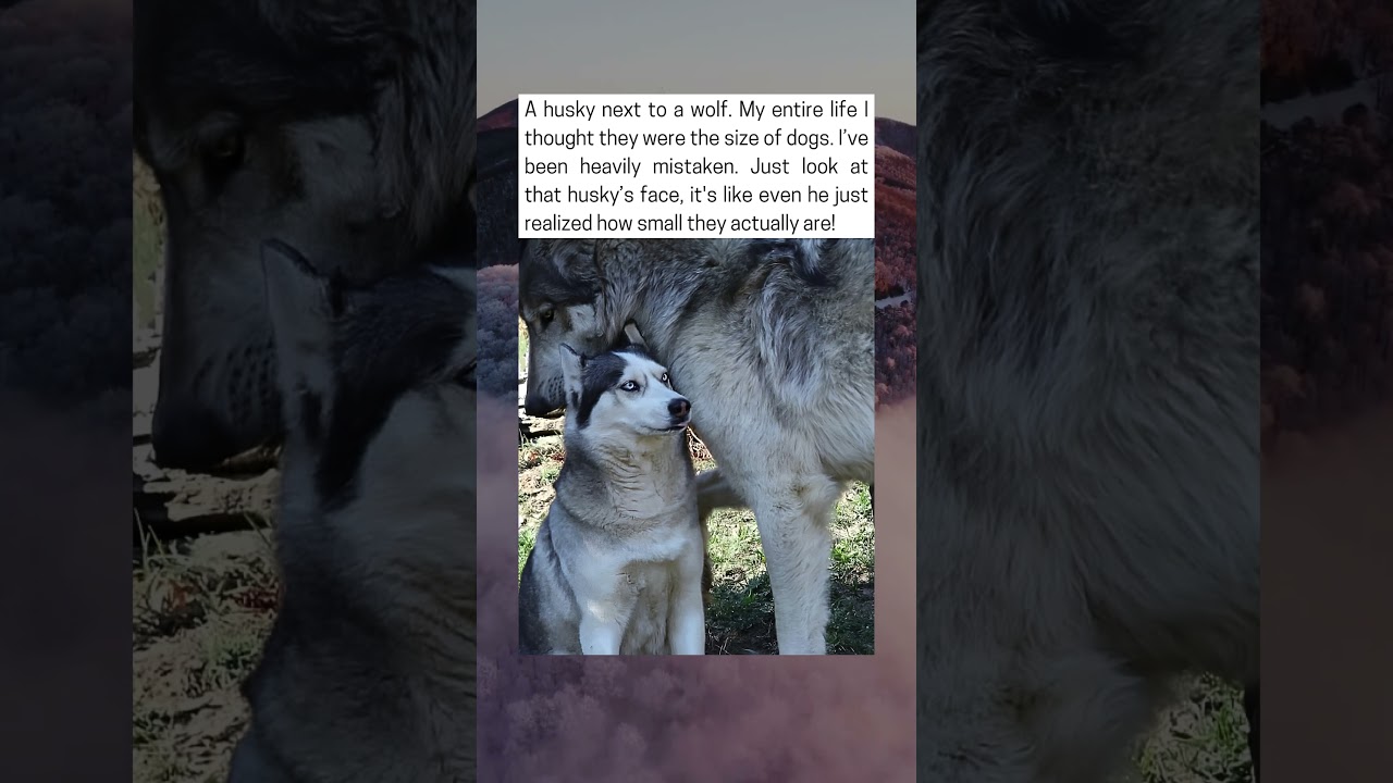 Husky Next To A Wolf