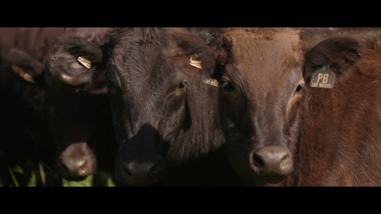 Pardoo Wagyu