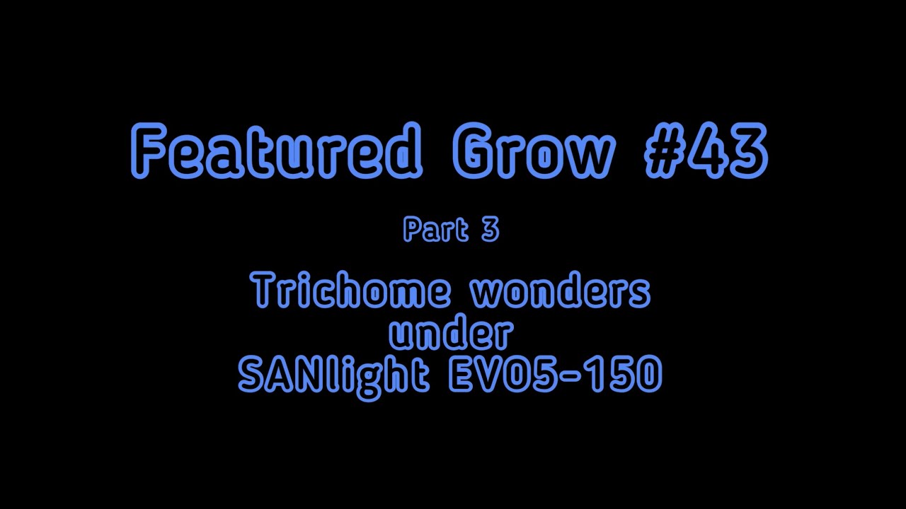 FEATURED GROW #43: PART 3 - Week 11: Flowering: TRICHOME WONDERS under EVO5-150 LEDs from SANlight