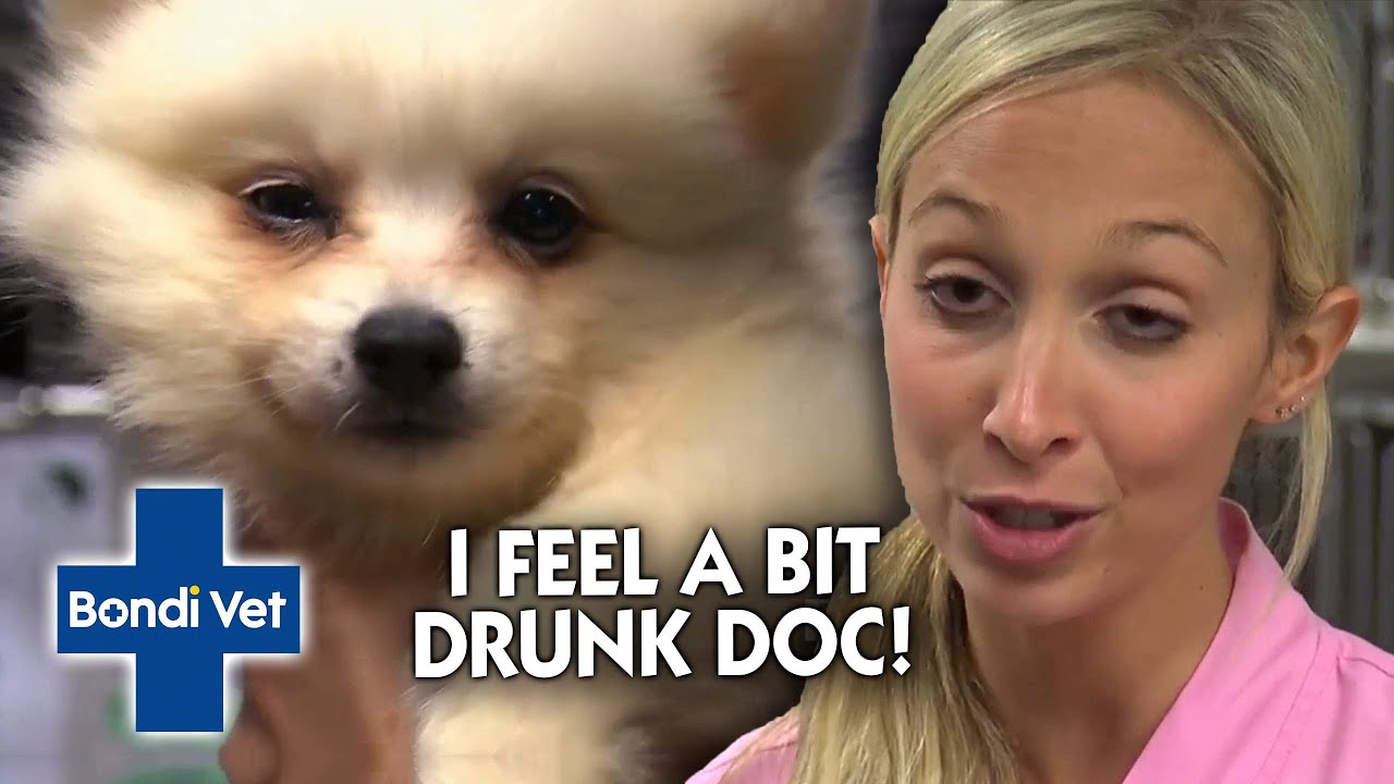 Puppy's System CRASHES! Resulting in some Drunk Behaviour 😵 | Bondi Vet