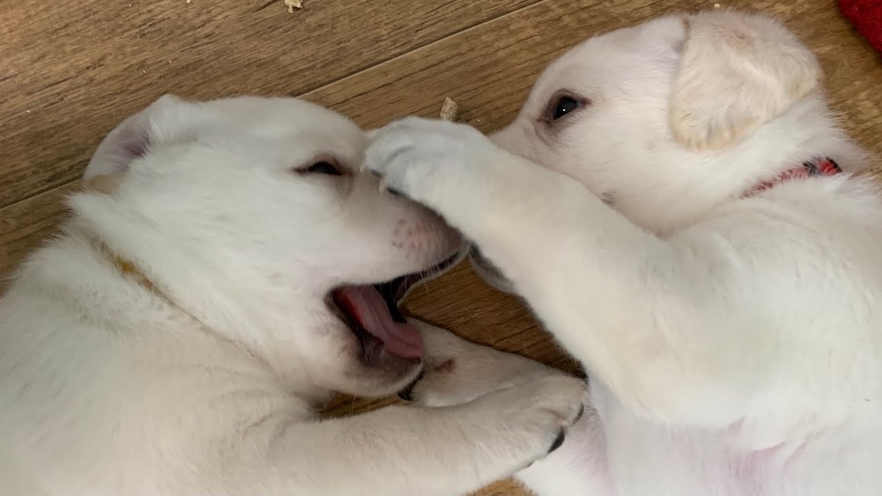 Lab Puppies LIVE STREAM ! Puppy Cam Jun 26