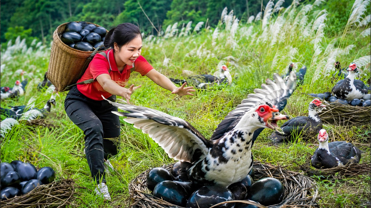 Harvest Giant Wild Ducks and 1000+ Duck Eggs in Nature | Incubate Duck Eggs To Hatch Many Ducklings