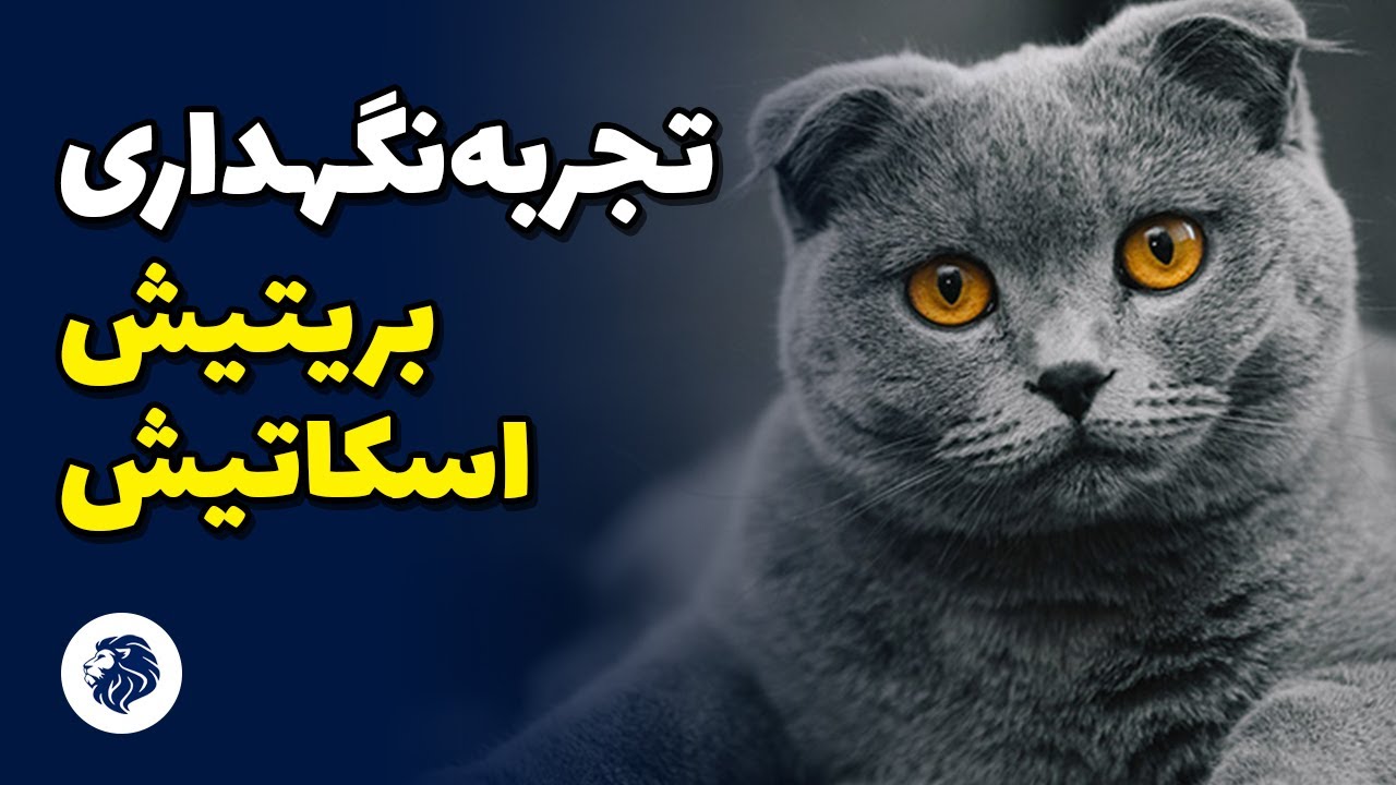 تجربه نگه داری گربه اسکاتیش و بریتیش با گلبا 🥰