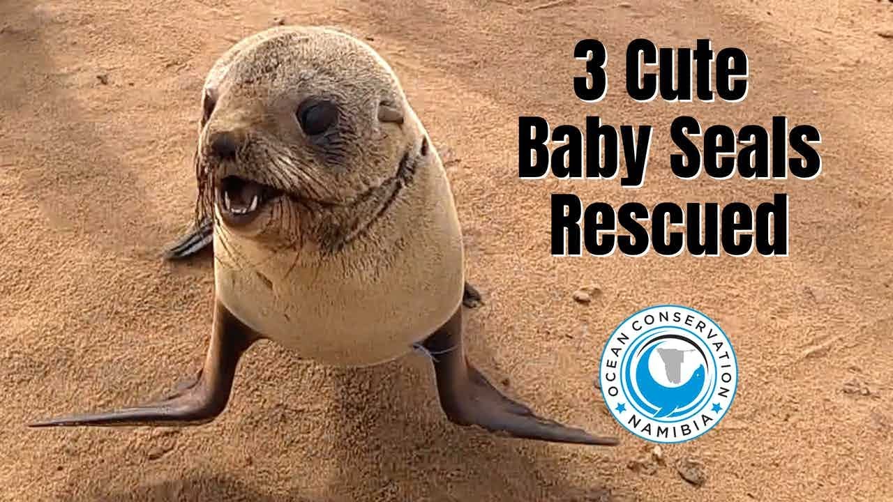 3 Cute Baby Seal Rescued in One Run