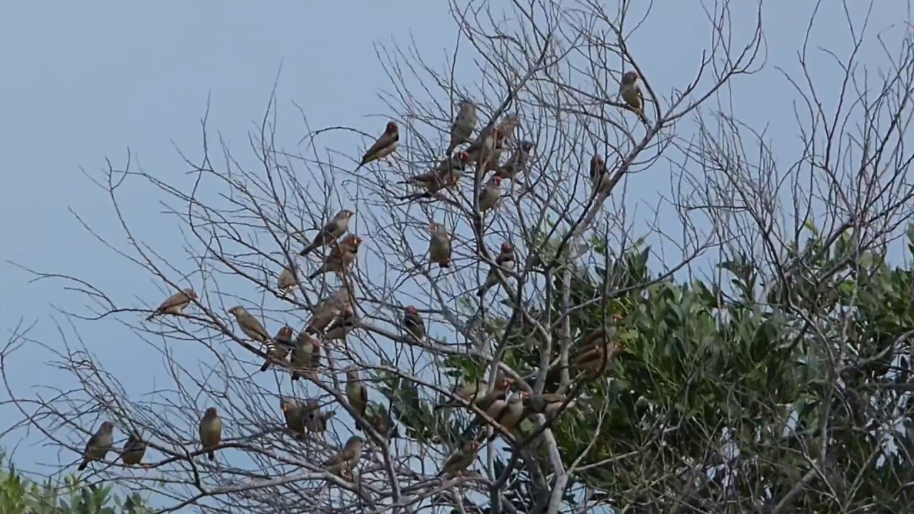 Zebra Finches in the wild