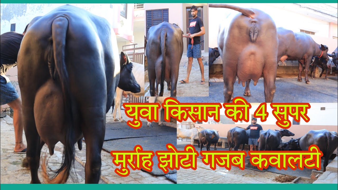 इस 💪अडर की झोटी कम मिलती ह युवा किसान की 4 सुपर मुर्राह झोटी हरियाणा 19-8-2022🤝