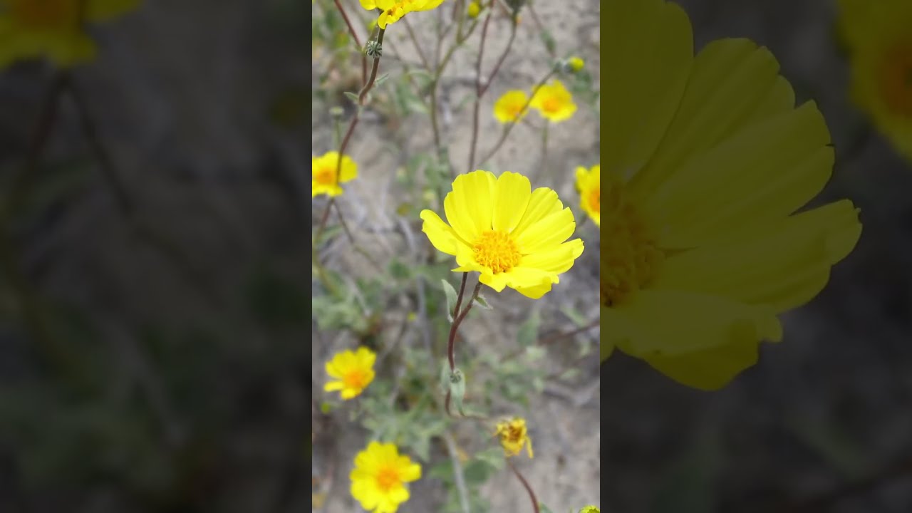 Nevada Desert Wild Flowers #nevadajack #shorts #wildflowers