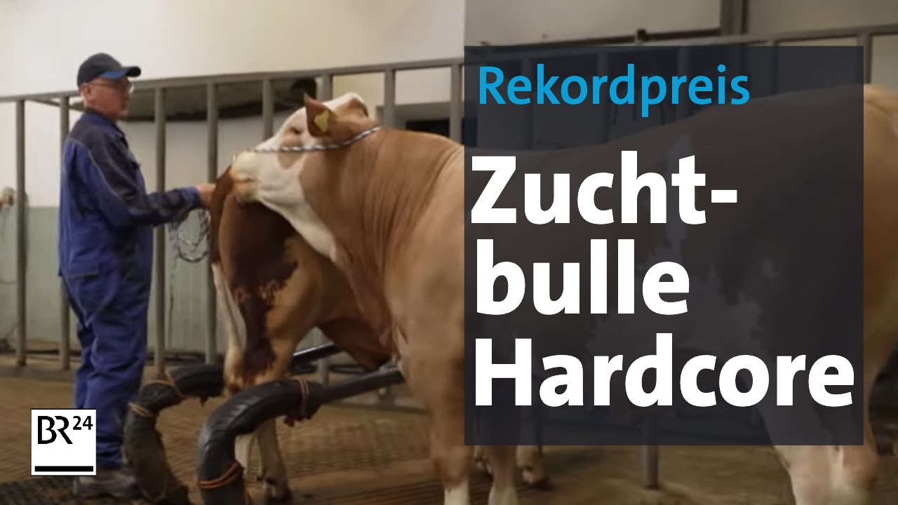 Hardcore, der Superbulle aus dem Bayerischen Wald | Abendschau | BR24