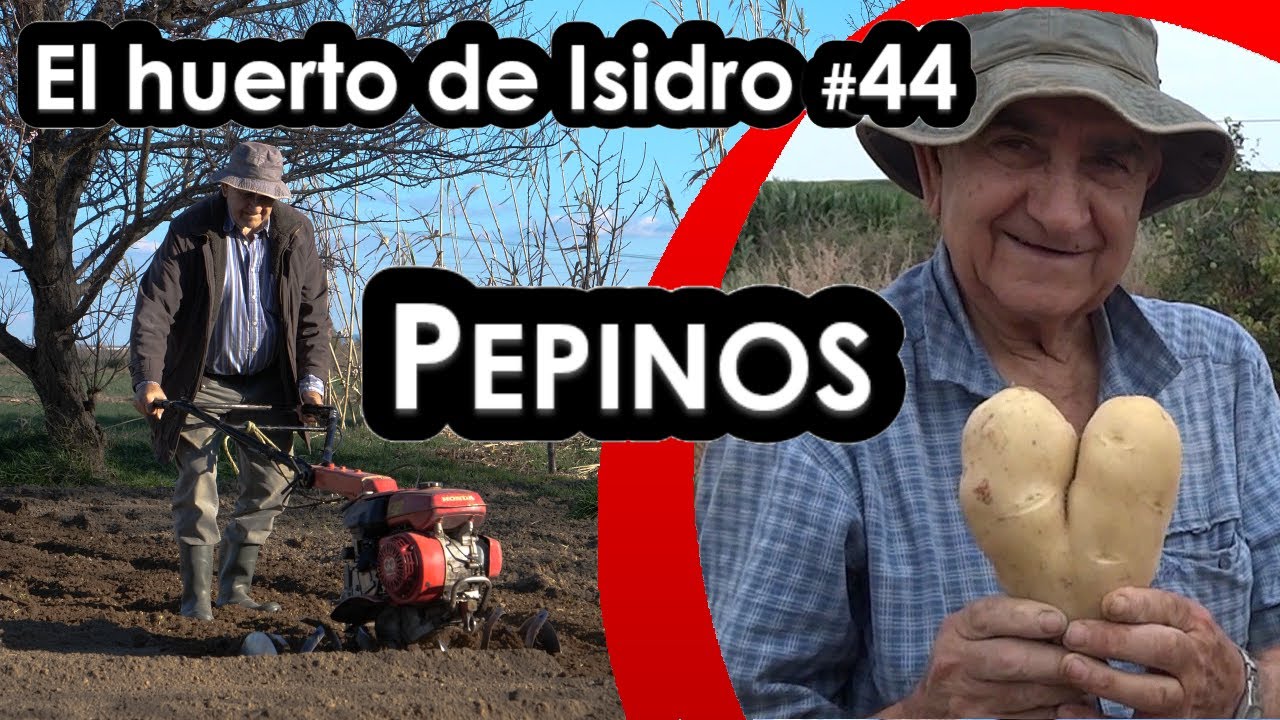Огород Исидро #44. Огурцы