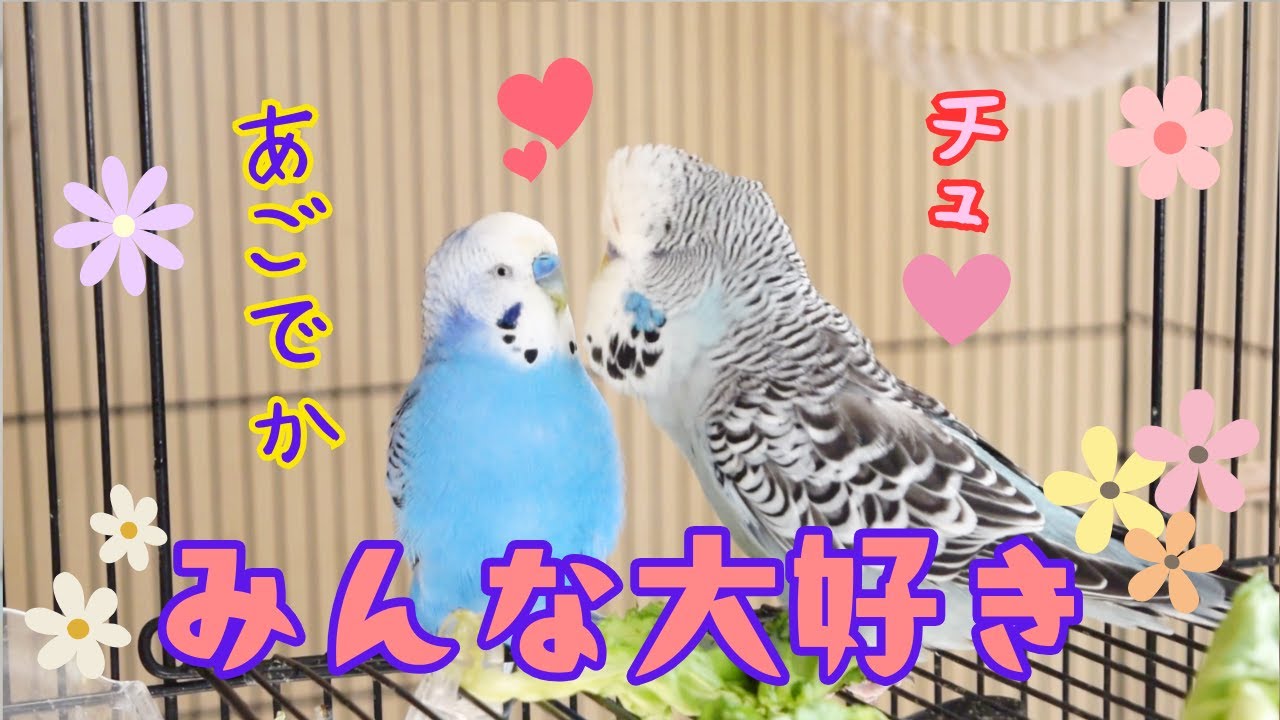 みんなが恋人ジャンボセキセイインコ