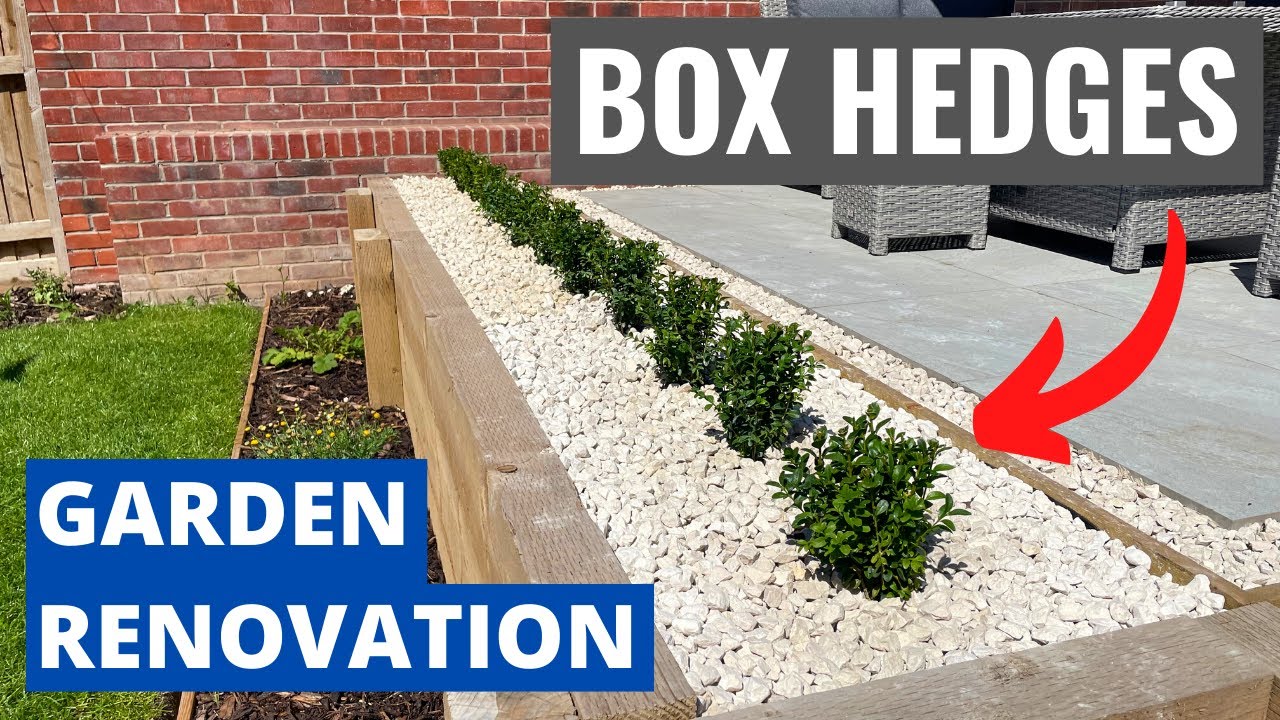 How to Plant BOX HEDGES - Planting Made Simple - Garden Renovation