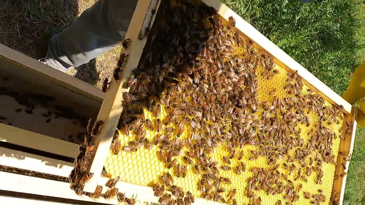 Honeybees Larvae and Open Brood