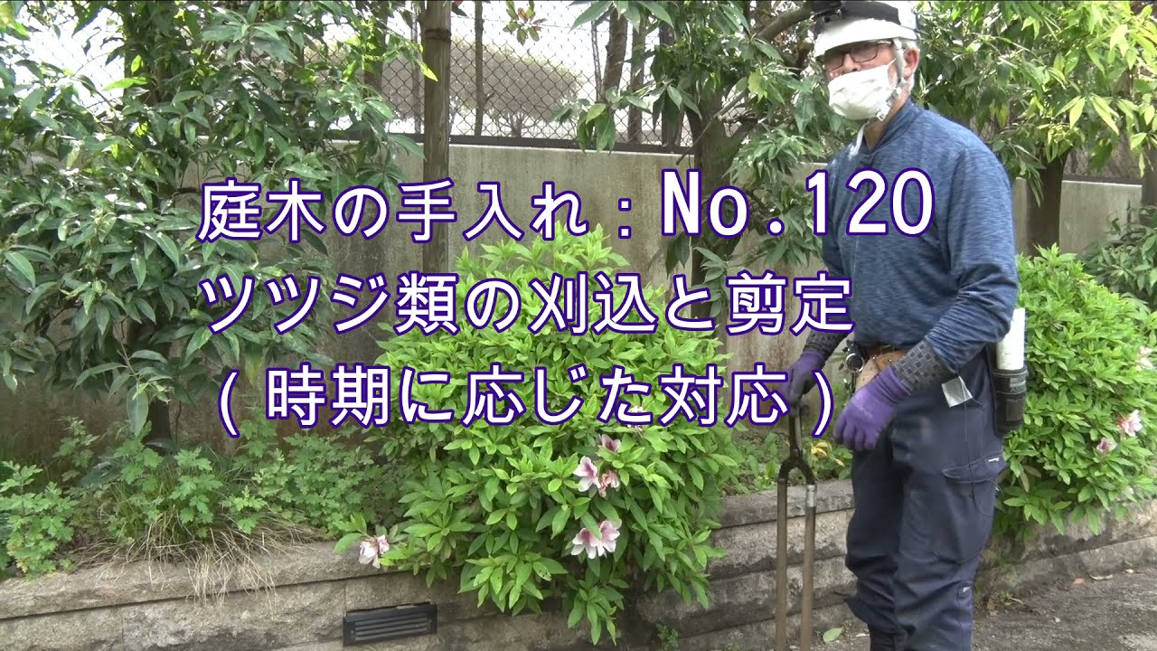 No.120_ ツツジ類の刈込と剪定（時期に応じた対応）