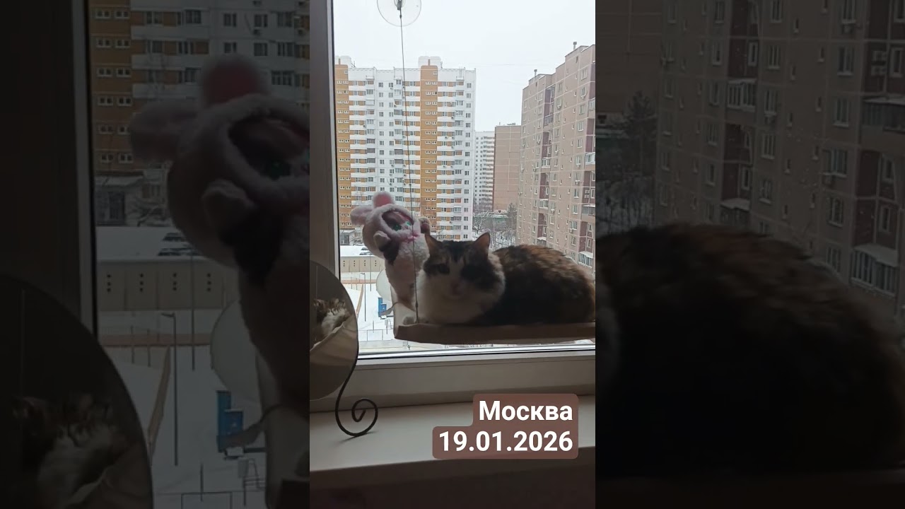 Кошечка в окне. 