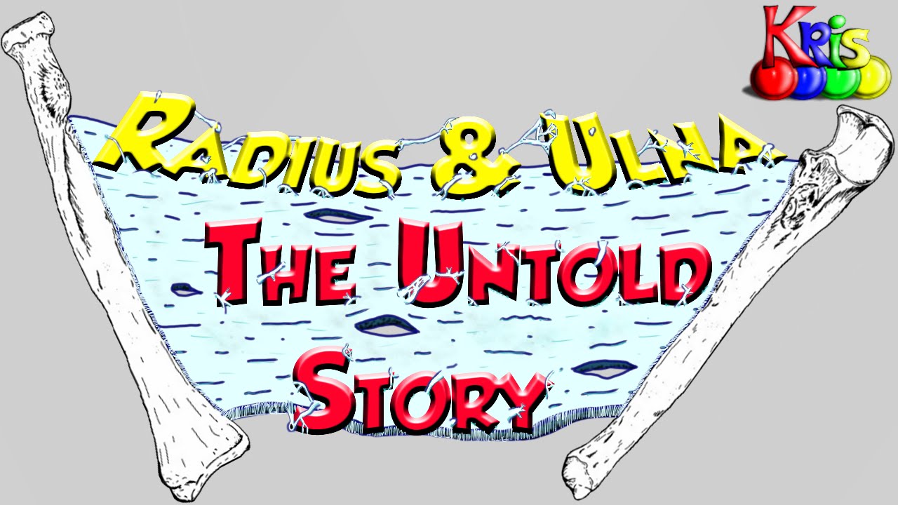The Radius and Ulna Bone → Anatomy and Bony landmarks video || By: Kinesiology Kris