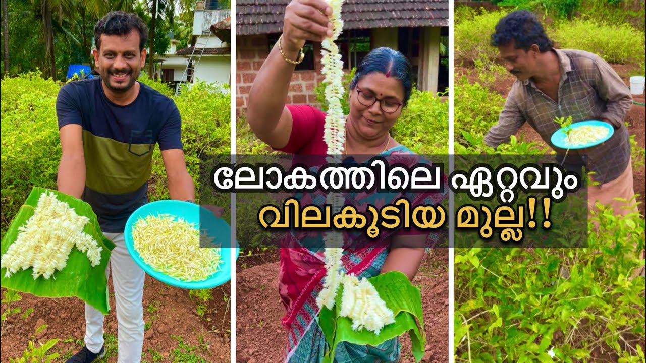 മാർക്കറ്റിൽ സ്വർണ്ണവും വെള്ളിയും കഴിഞ്ഞാൽ മൂന്നാം സ്ഥാനമായ മുല്ല | Uduppi mallige | Jasmine flowers