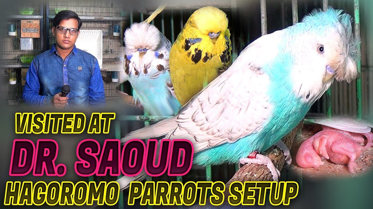 Visited At Dr Saud Hagoromo Parrots Setup 2018 (Jamshed Asmi Informative Channel) In Urdu/Hindi