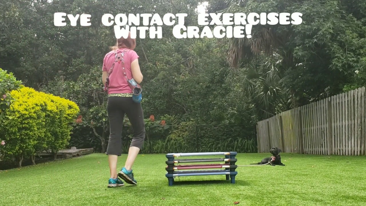 Eye Contact Exercises to Connect with You and no the Treat Hand- Take the Lead K9 Training