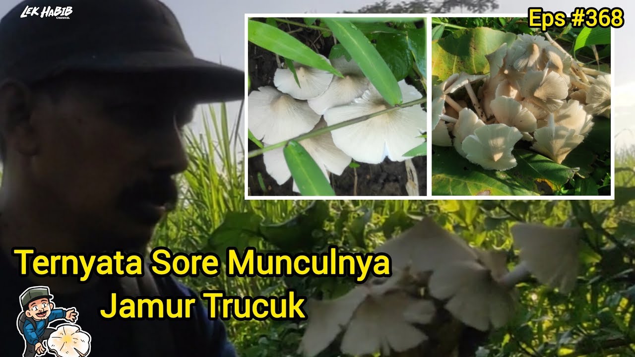 Pagi Dapat Plaris Jamur Wulan Sore Jekpot Jamur Trucuk Eps #368