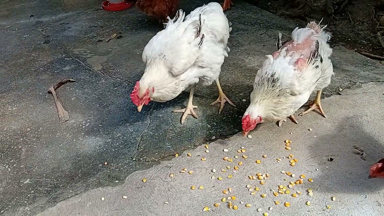 Los pollos comiendo maíz 🌽 🌽 se pelean por comer maíz.