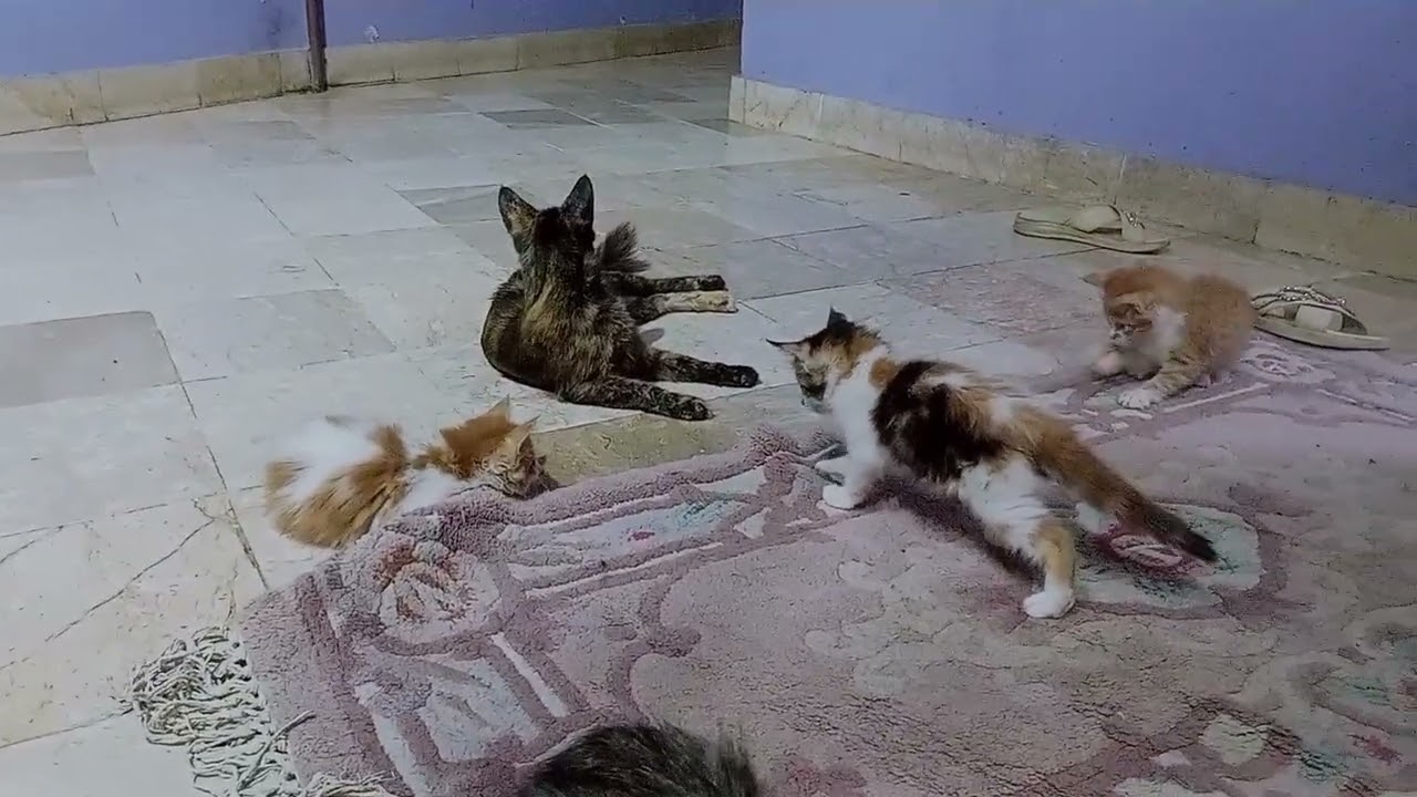 Cutie mamma and cute little kitten 😘 please support me subscribe plz##viralvideo #follow thanks 👍🏻