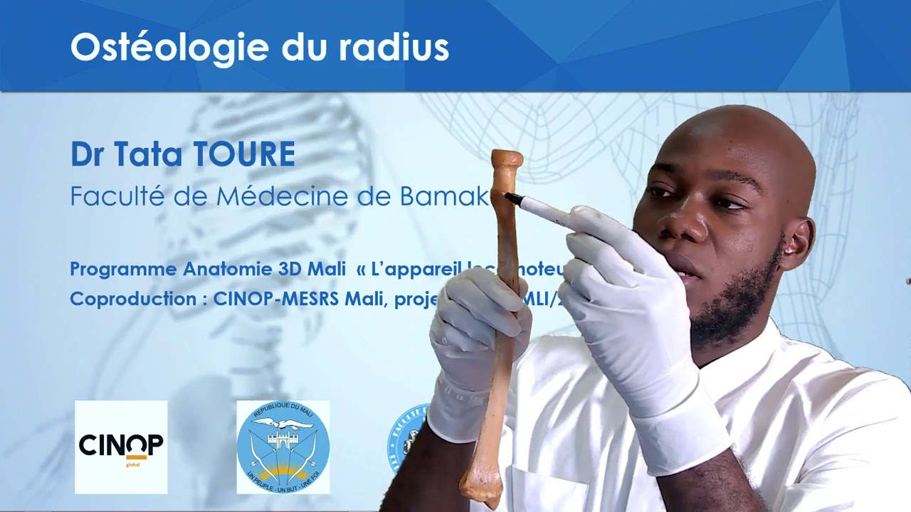 Le radius expliqué avec un os humain