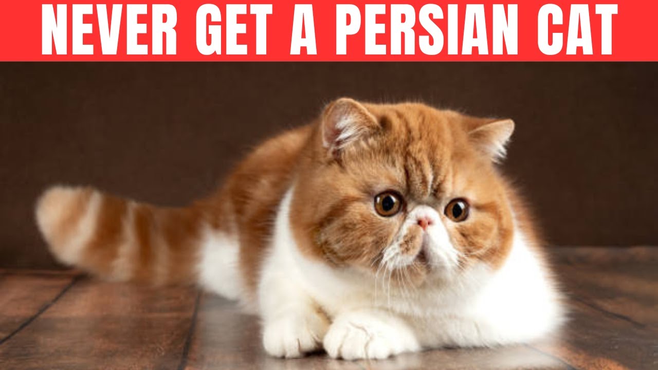 Top 14 Reasons Why You Shouldn't Get a Persian Cat