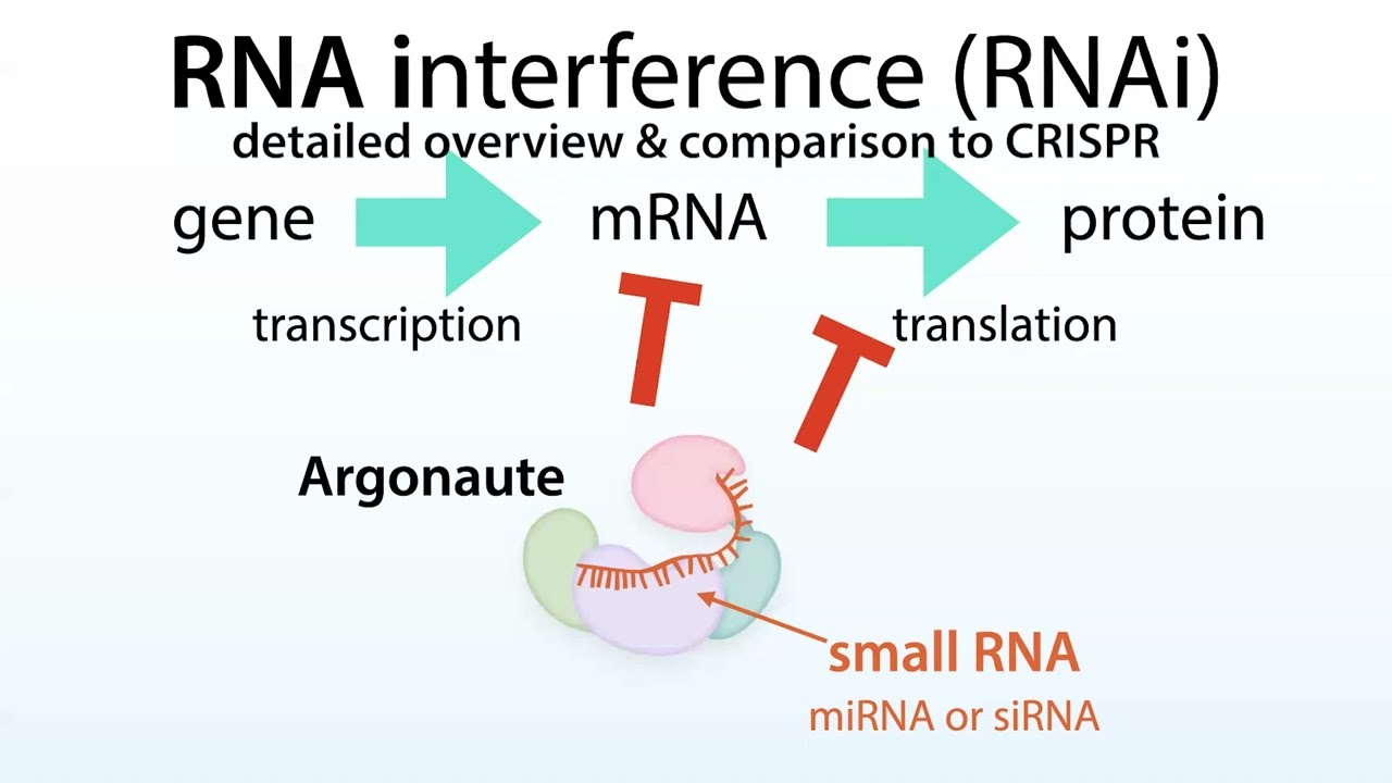 RNA interference (RNAi): microRNA (miRNA), siRNA, Argonaute (Ago) proteins, & a comparison to CRISPR