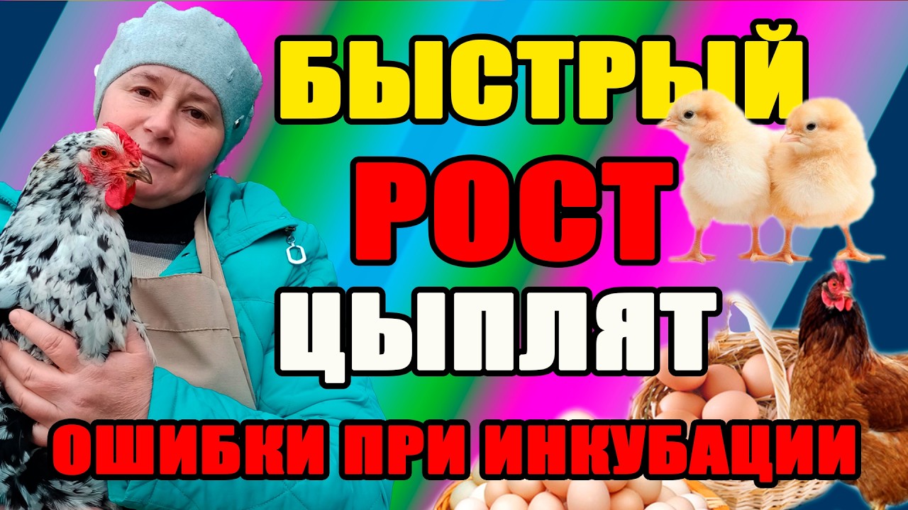 Быстрый РОСТ цыплят. Как избежать ОШИБОК при инкубации.