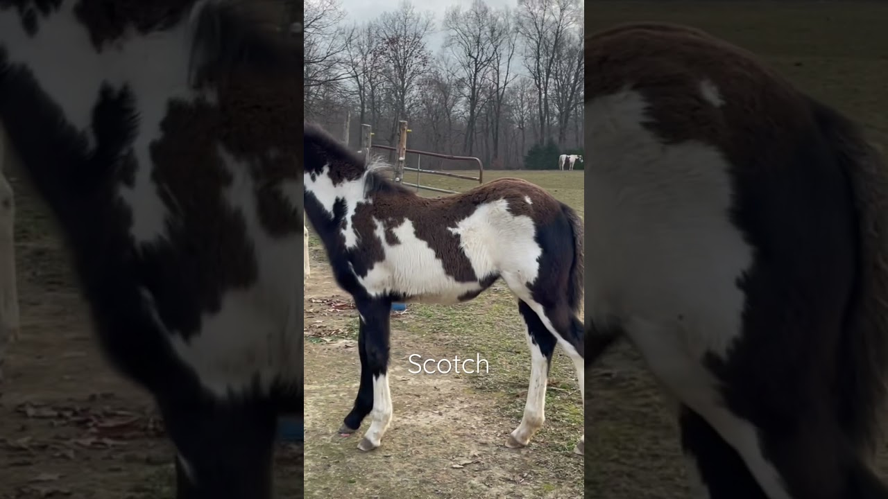 This Is Scotch - Amazing Beautiful Paint Horse