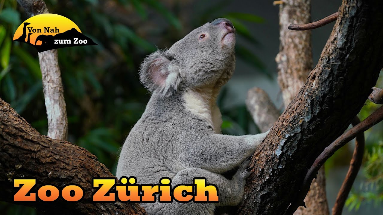 Zoo Zürich - Der beste Zoo der Schweiz? - Von Nah zum Zoo 4k