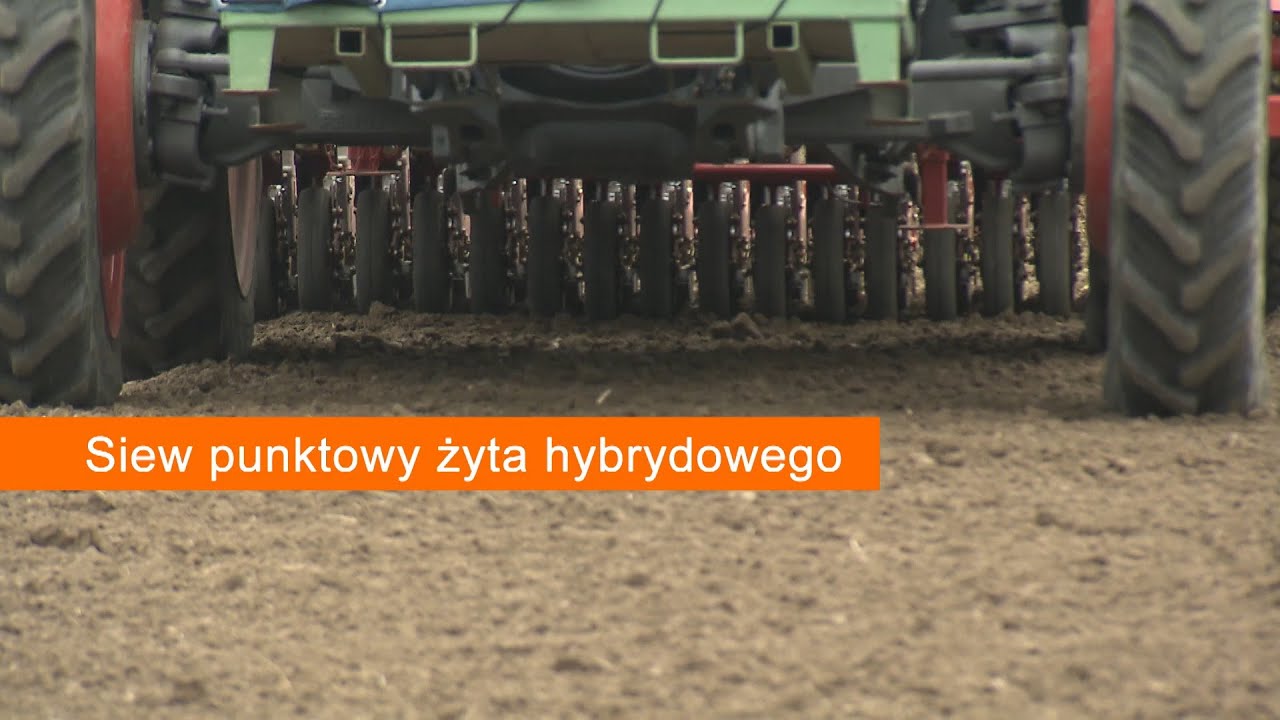 Siew punktowy żyta hybrydowego