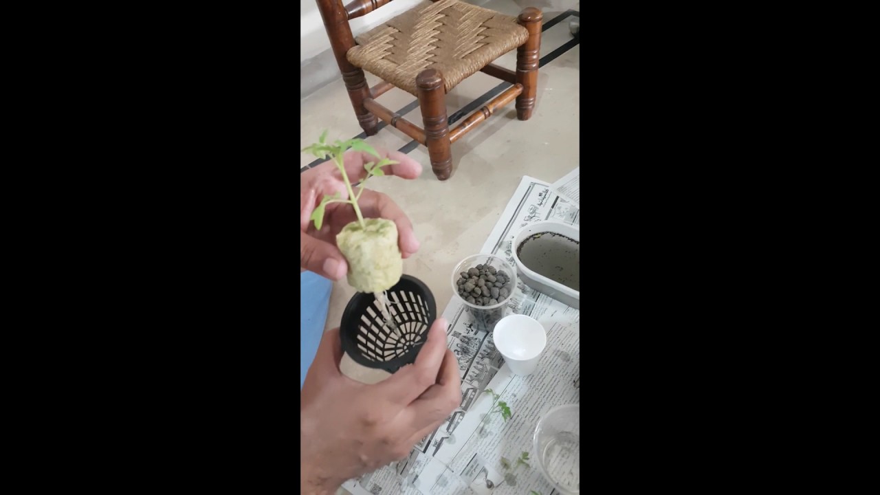 How to setup seedling in Hydroponic System (Kratky Method)