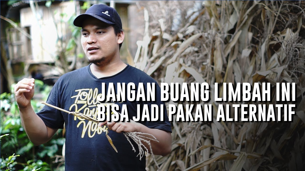 Memanfaatkan Limbah Pertanian Tebon Jagung Kering Sebagai Pakan Ternak Kambing Domba