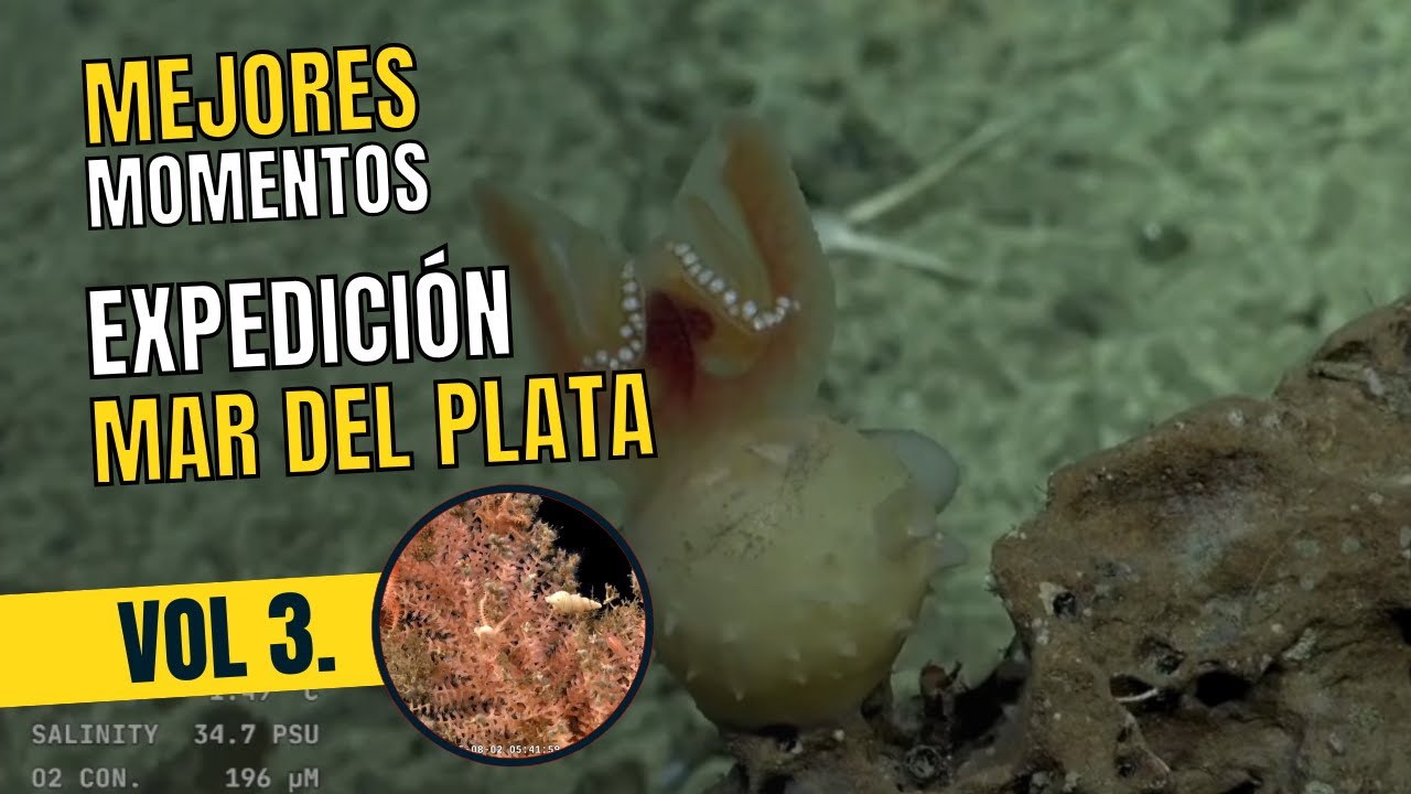 Los mejores momentos de la expedición del CONICET y Schmidt Ocean en Mar del Plata - Vol 3