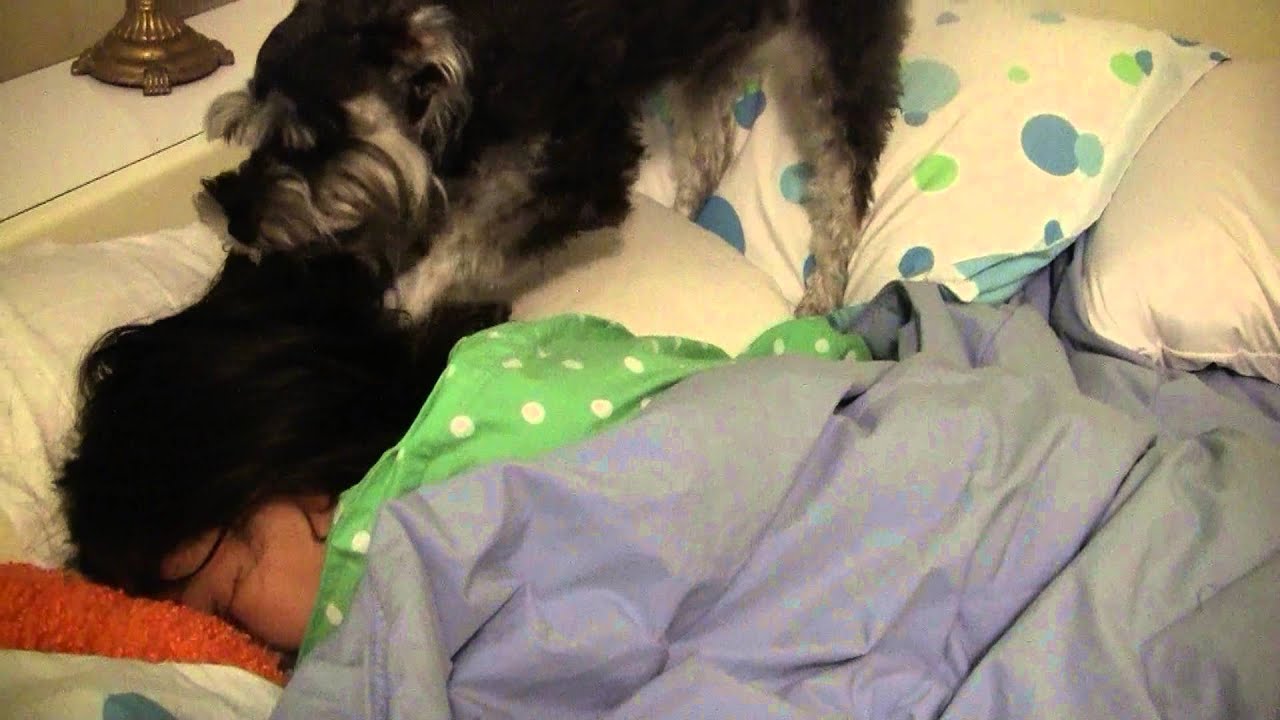 Schnauzer Wake Up Call