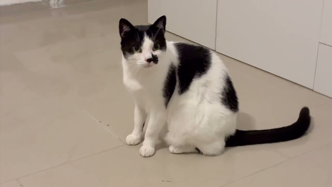 Elisa waits for eye contact to run away