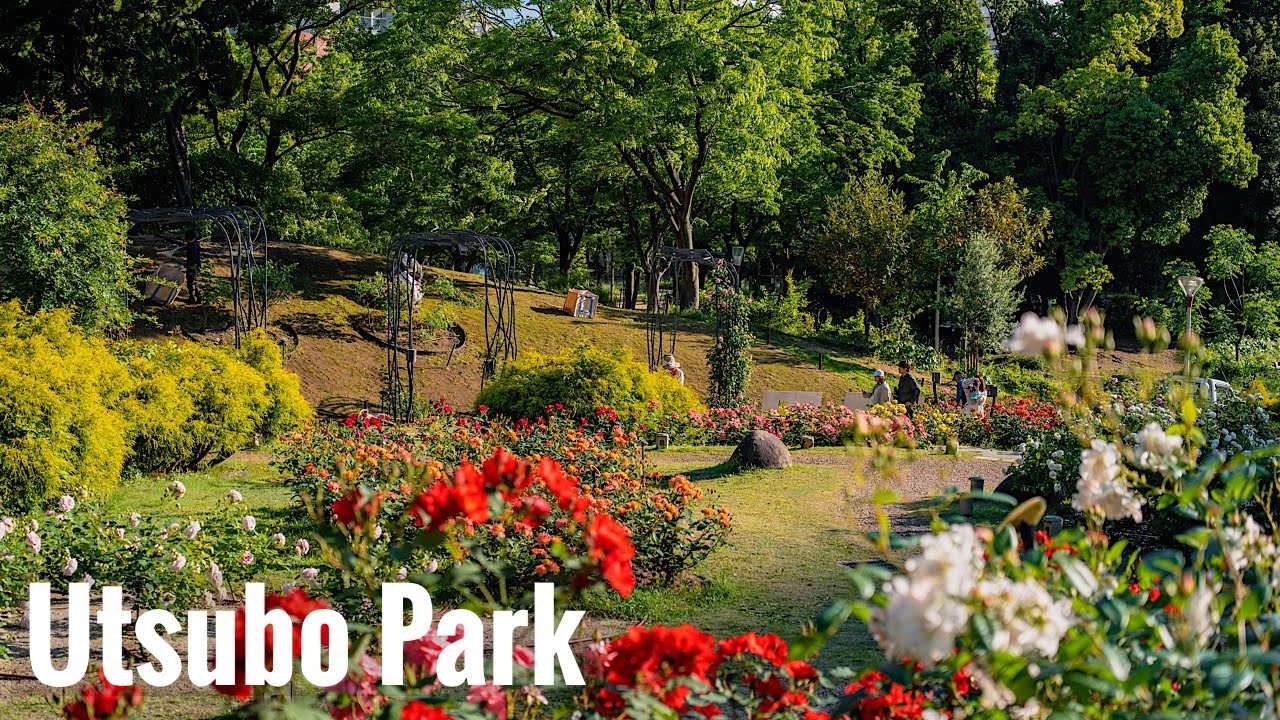 靭公園のバラ園 2024 Osaka Walk - Rose Garden at Ustubo Park 4K HDR Japan Sony &alpha;7CⅡ