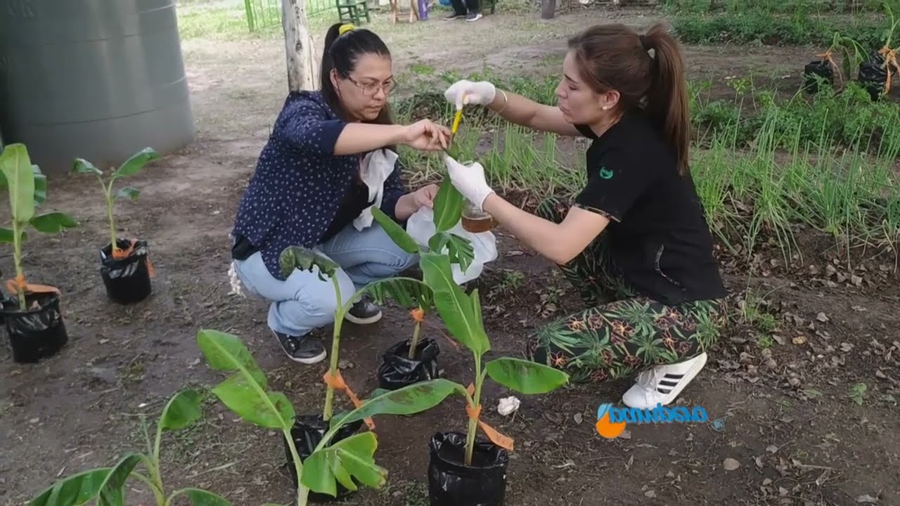 Control biológico de Sigatoka amarilla en bananos