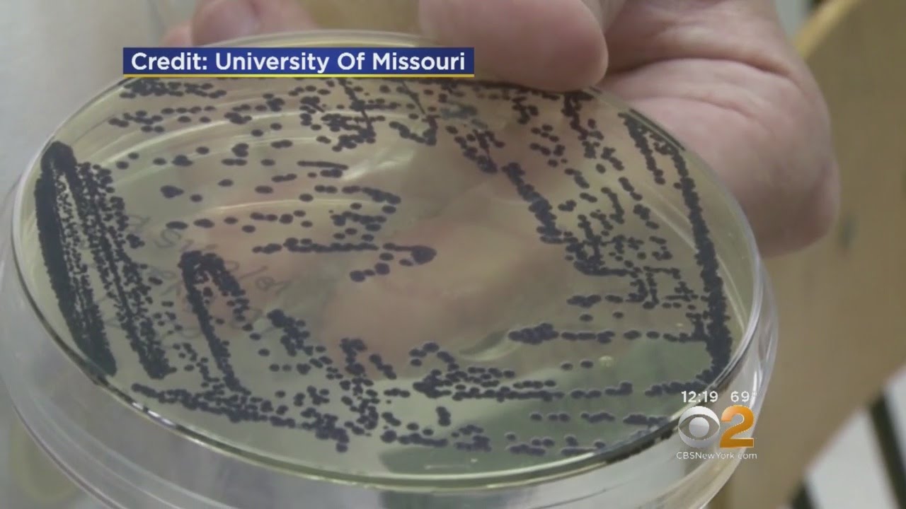 New Salmonella Strain Helps Fights Cancer
