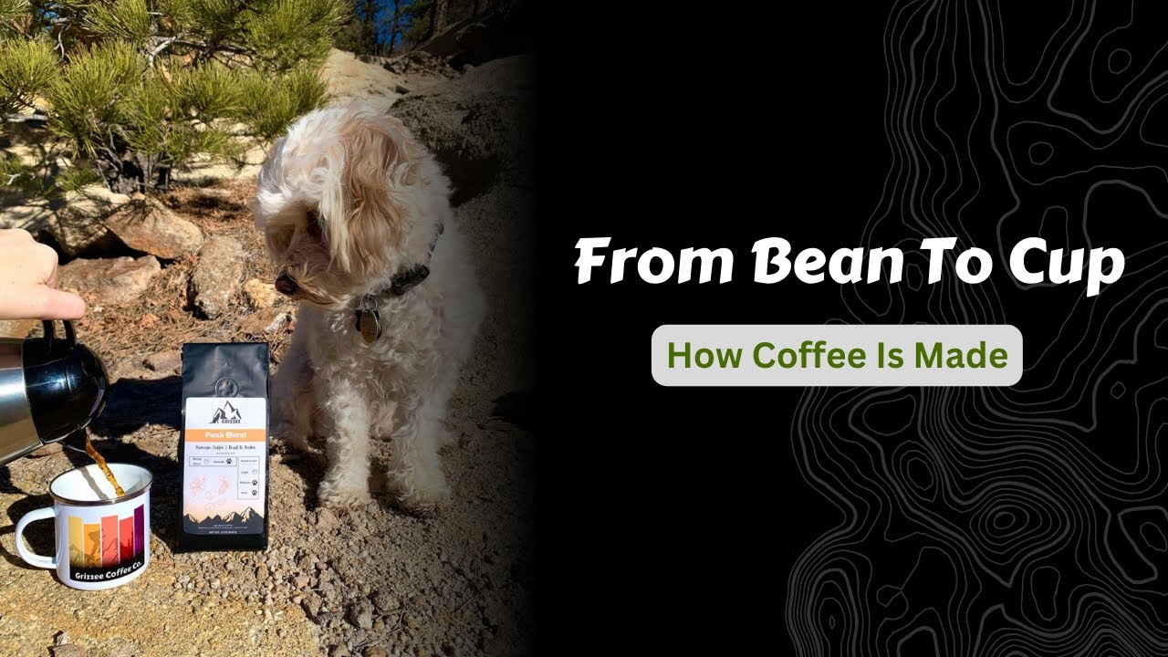 How Coffee Is Made from Bean To Cup : They Journey of Coffee