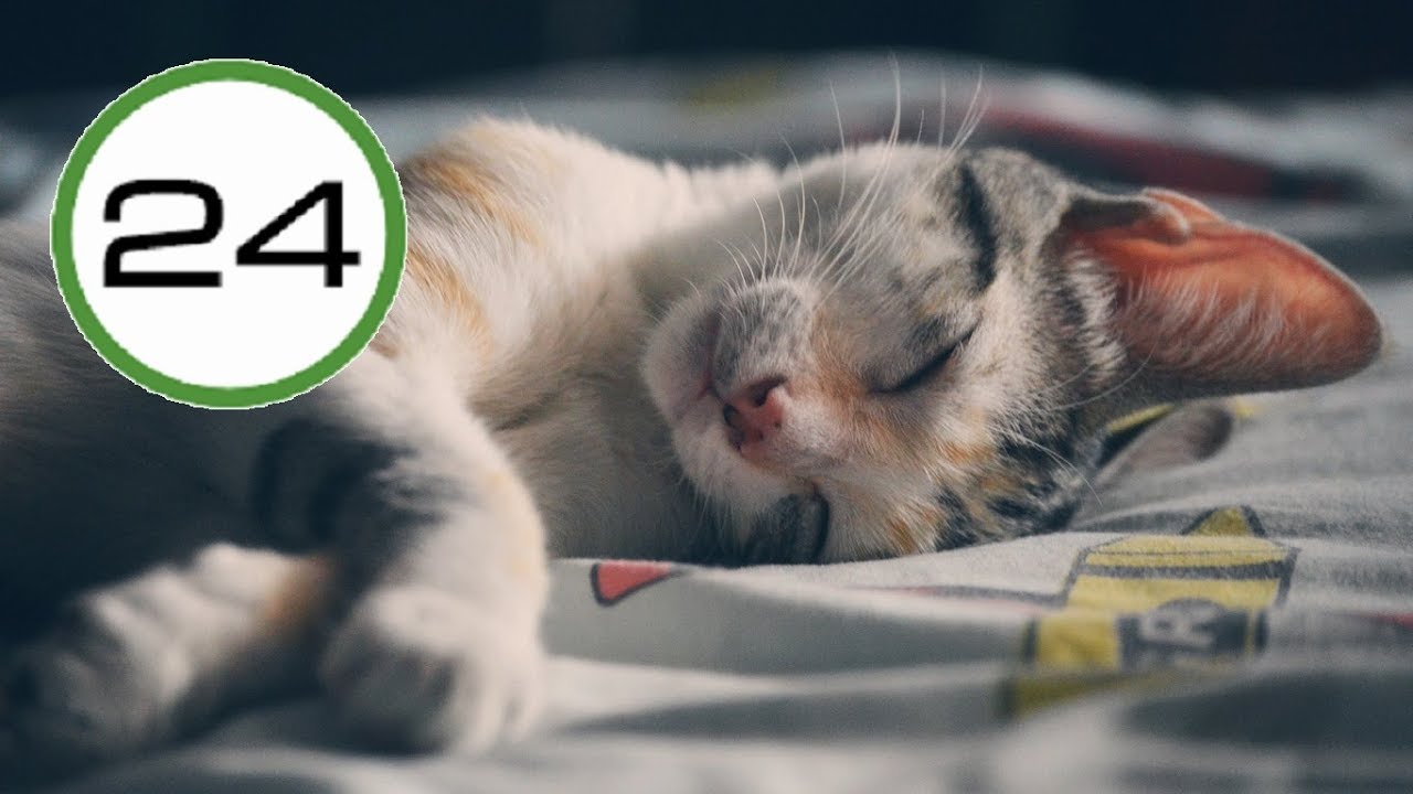 RONRONEO de GATO 🐱💤 para Dormir y Relajarse. Relajante Sonido de Gato Dormido Ronroneando 🎧 ASMR