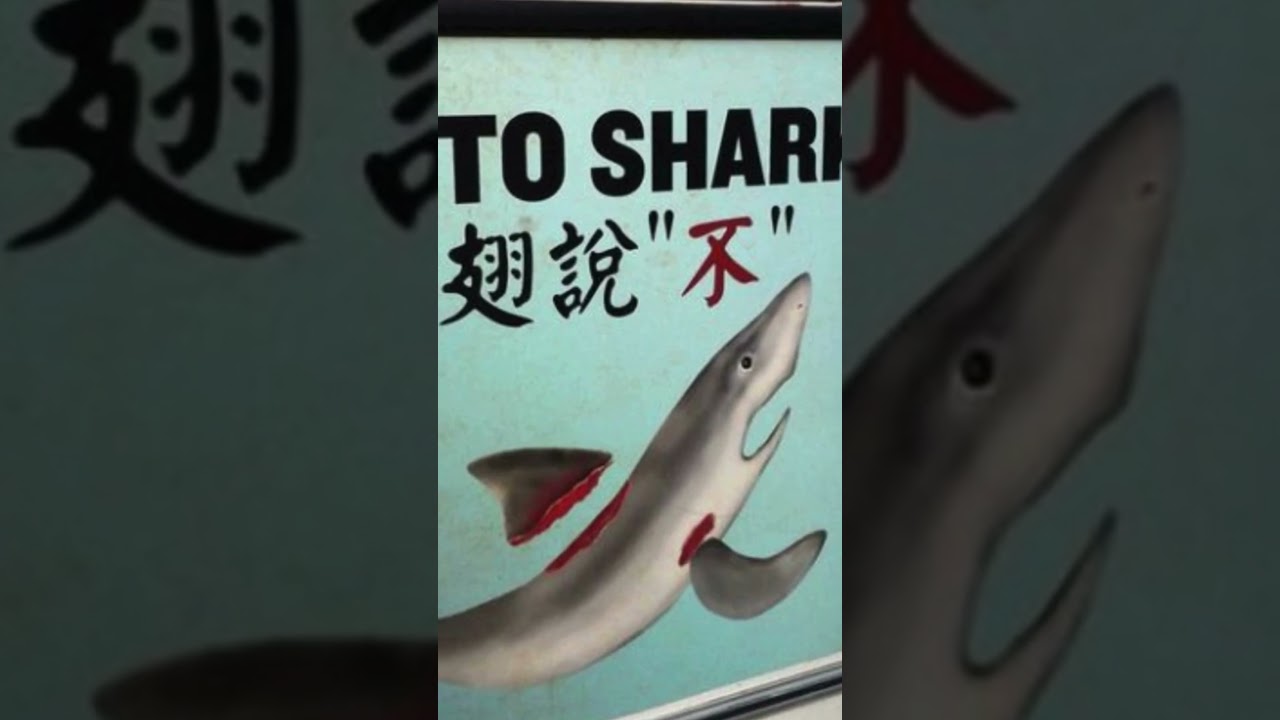 The Controversial Practice of Shark Finning #rituals #traditions
